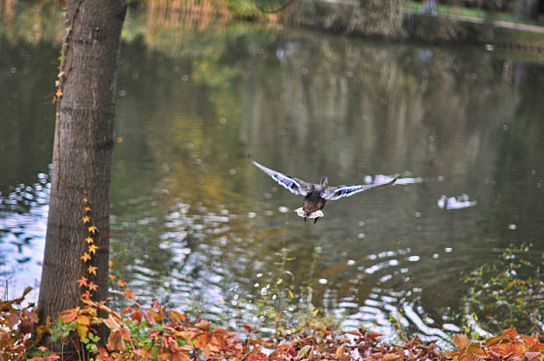 A majestic duck is captured mid-flight, soaring gracefully over a serene park pond. Photographed from behind, its powerful wings are fully extended, showcasing the intricate feather details and the dynamic motion of its flight. The shimmering water of the pond below reflects the soft light, while the subtle hints of the park environment complete the tranquil scene. This unique perspective emphasizes freedom, movement, and the beauty of avian wildlife in an urban green space, making it ideal for themes of nature, tranquility, park life, freedom, or unique animal perspectives