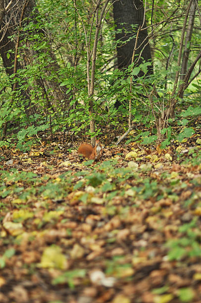 istock Red Squirrel Foraging in Park Grass Amidst Autumn Leaves 2218462492