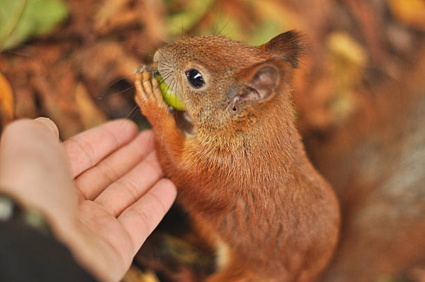 istock Bold Red Squirrel Approaching Human Hands to Take an Acorn 2218462605
