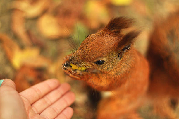 A charming red squirrel fearlessly approaches a pair of outstretched human hands, gently taking an acorn. The close-up shot emphasizes the delicate interaction between wildlife and humans, capturing the squirrel's bold nature and the trust it displays. The focus is on the squirrel's expressive eyes and the texture of its fur, contrasted against the soft tones of the hands. This image is ideal for themes related to wildlife interaction, animal trust, nature in the city, kindness, or animal behavior