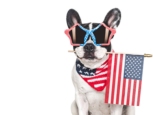 istock Cute puppy, sunglasses and American Flag. Studio shot 2218463852