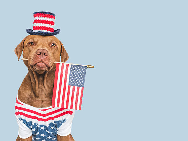 istock Cute dog, top hat and American Flag. Studio shot 2218464006