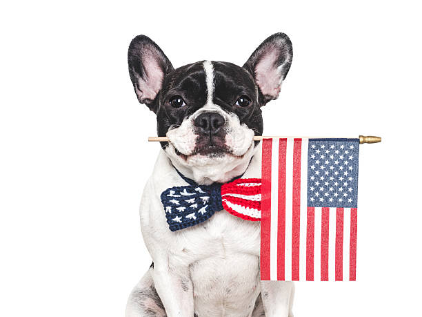 istock Cute puppy, bow tie and American Flag. Studio shot 2218464016