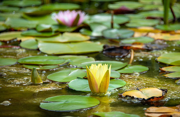 Banana Water Lily_closed