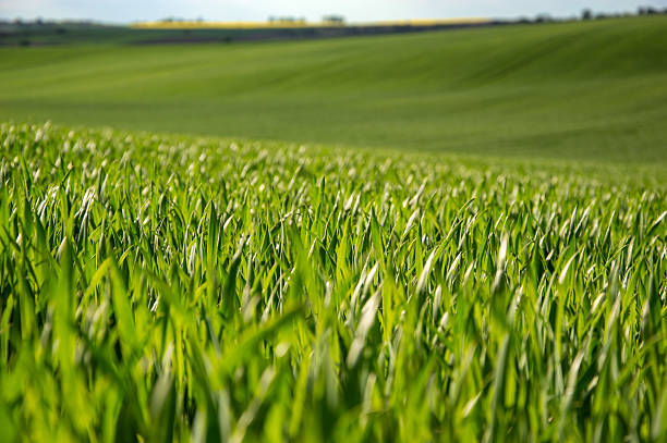 istock Vibrant young wheat plants stretch across expansive green fields, basking in sunlight under a clear sky on a warm day 2218469581