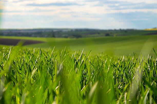 istock Vibrant green young wheat thrives in expansive fields set against a backdrop of rolling hills and clear blue skies with fluffy clouds 2218469582