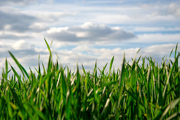 Young wheat plants thrive in an agricultural field, reaching toward a mostly cloudy sky, showcasing vibrant green growth.