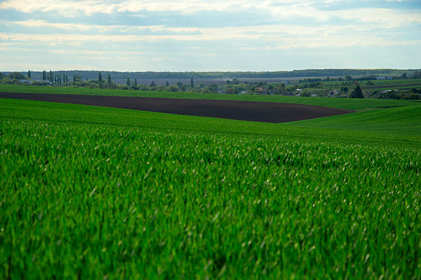 Vibrant young wheat fills the expansive fields, showcasing fresh green growth against a backdrop of distant hills and clouds.