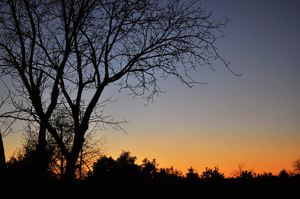 istock Silhouette of a Leafless Tree Against a Twilight Sky 2218469621