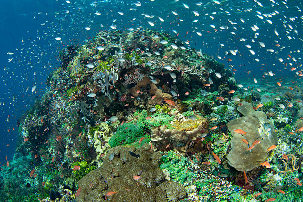 Colorful blue green chromis school above a thriving coral reef in the Pantar Strait, near the island of Alor, Indonesia. This tropical region harbors spectacular marine biodiversity.
