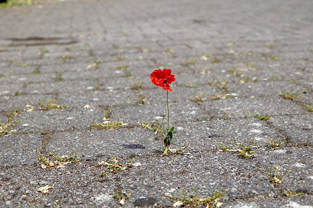 istock One red poppy between concrete cobblestones 2218470875
