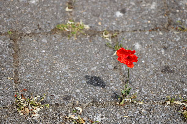 istock One red poppy between concrete cobblestones 2218470878