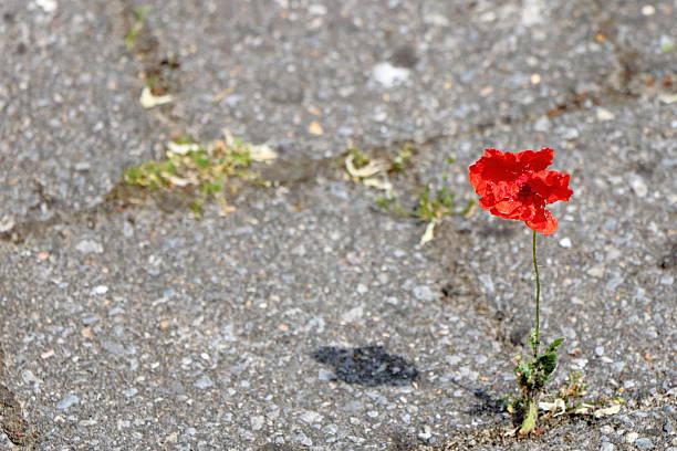 istock One red poppy between concrete cobblestones 2218470902