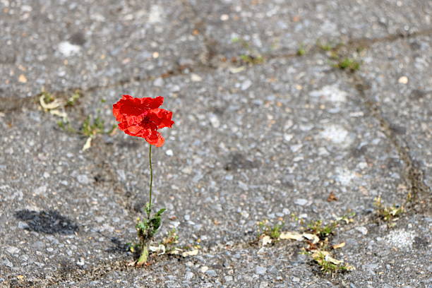 istock One red poppy between concrete cobblestones 2218470909