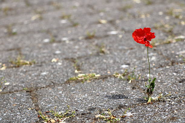 istock One red poppy between concrete cobblestones 2218470913