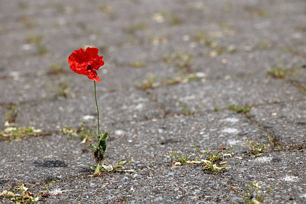 A small red poppy tries to survive between concrete cobblestones