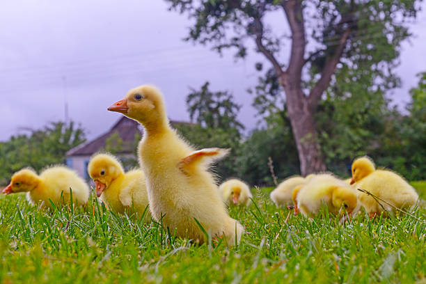 Funny small bright  yellow goslings on the green grass