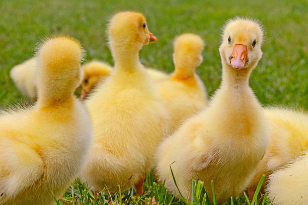 Funny small bright  yellow goslings on the green grass