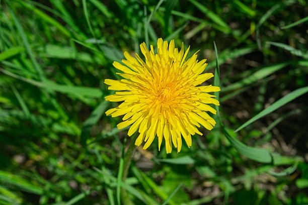Dandelion (Taraxacum officinale) grows in the wild in spring close-up