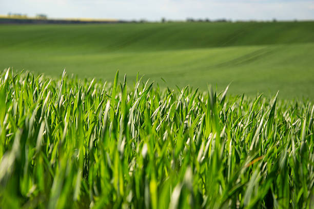 istock Young wheat plants stretch towards the sun, showcasing lush green growth in expansive fields on a bright day in the countryside 2218472765