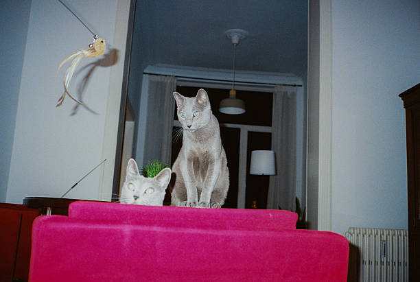 Mischievous playful cats in the  apartment shot iwth camera flash on film. Vintage stylish look