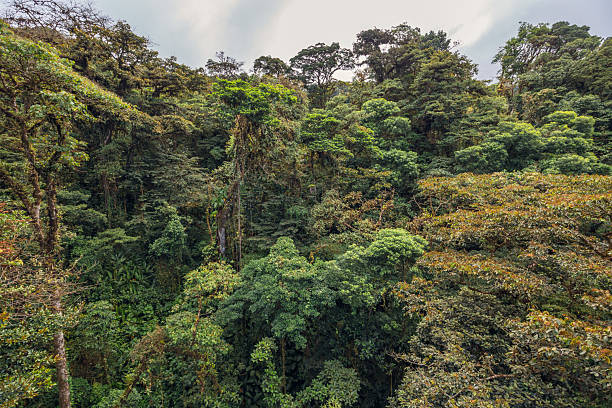istock The national park Monteverde Cloud Forest - Costa Rica 2218478855