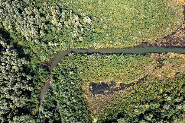 istock River and green forests from above 2218478993