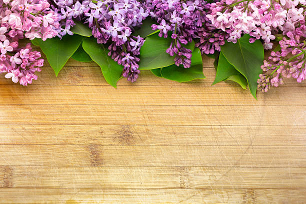 lilac flowers of various colors arranged on an old and scratched board with free space for inscriptions or objects, photographed from a high angle, with full depth of field