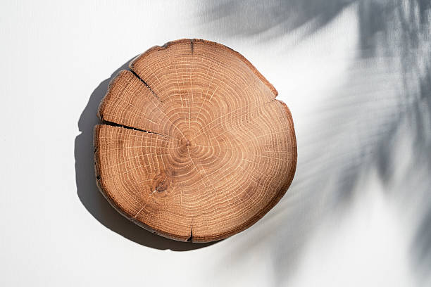 istock Close-Up of a Wooden Tree Ring Disc on a Bright Surface 2218480886