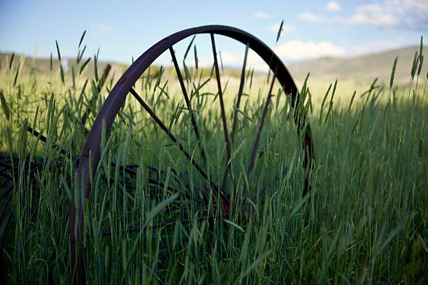 istock Abandoned rusty plow in an overgrown field 2218481469