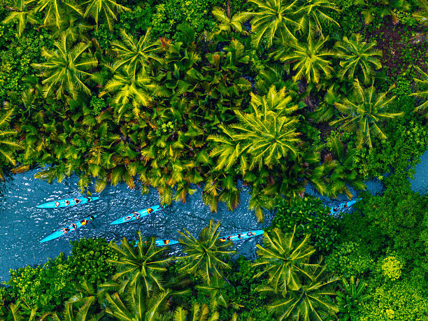 An aerial perspective of vibrant blue kayaks paddling along a tropical river, surrounded by dense palm tree forests on a sunny day, capturing the adventure and beauty of nature's tranquility.