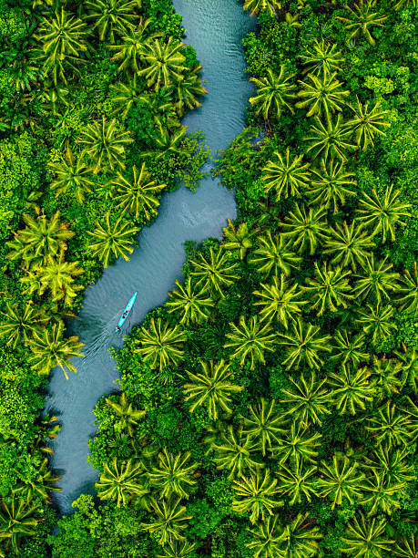 Tropical River Surrounded by Dense Palm Trees in Aerial Perspective