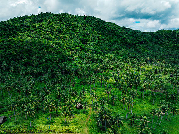 Panay, Philippines - June 12, 2024: Landscape with palm trees and a young student walking towards a transportation structure