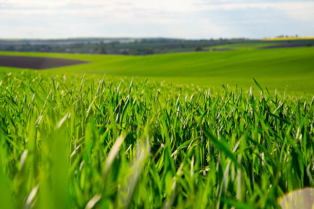 Vibrant young wheat is visually striking, flourishing in expansive green fields surrounded by scenic rural landscapes