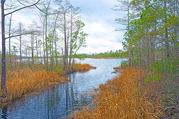 Estuary Wetland Along the Alligator River in North Carolina