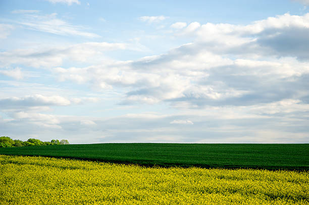 Bright yellow rapeseed blooms create a striking contrast with lush green fields under a clear sky adorned with soft, white clouds.