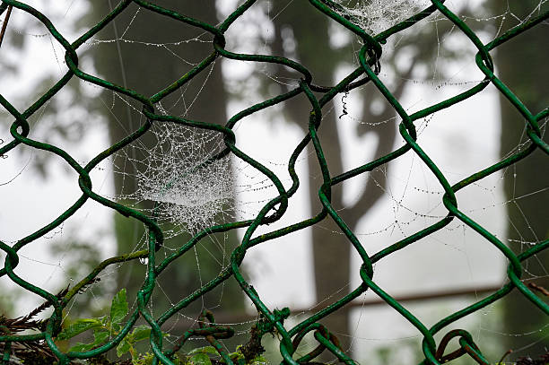istock Dew drops on spider cobweb at Mahakal Temple or Mahakal Mandir, monsoon at Darjeeling,West Bengal,India. 2218484963