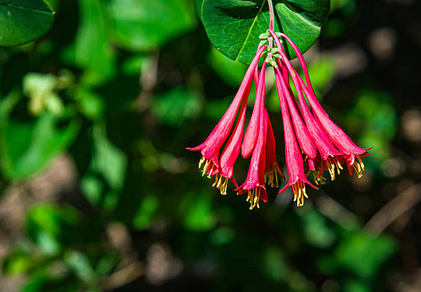 Lonicera periclymenum flower, common names honeysuckle, common honeysuckle, European honeysuckle or woodbine, blooming in summer season in garden. Soft focus.