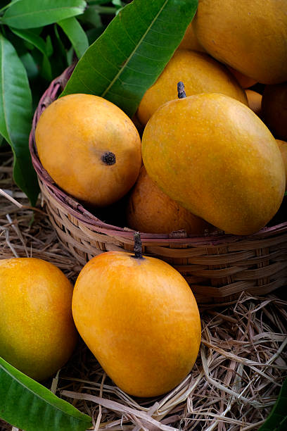 istock Mango tropical fruit with green leaf, Ripe mango in grass closeup 2218486131