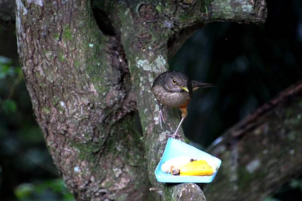 animalia Class: Aves Order: Passeriformes Family: Turdidae ave - orange thrush - Turdus rufiventris