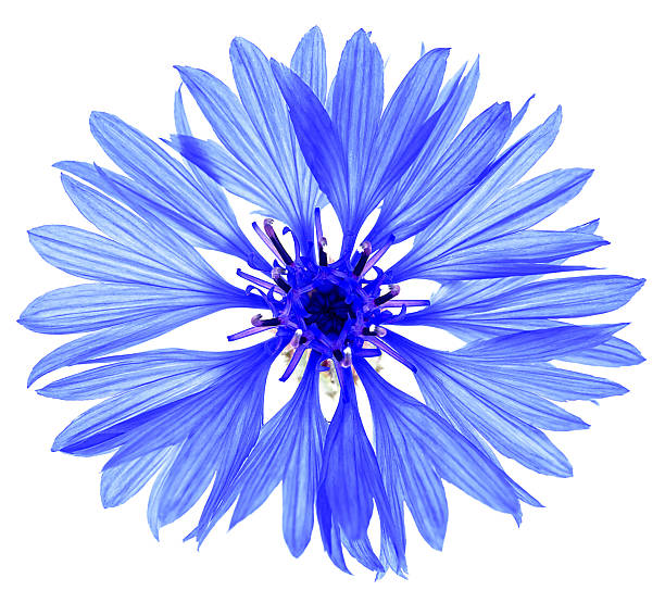Beautiful tender blue cornflower isolated on a white background. Centaurea.
