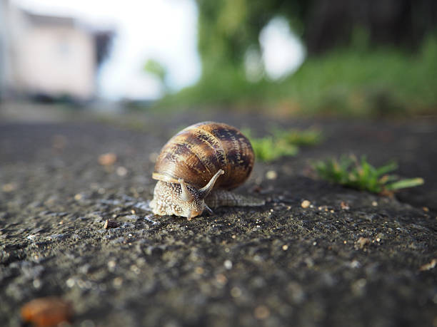 istock Snail Crawling on Asphalt Surface Outdoors 2218489499