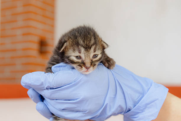 istock A man holds a small newborn kitten in his hands. 2218489610