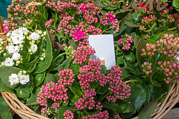 Kalanchoe flowers