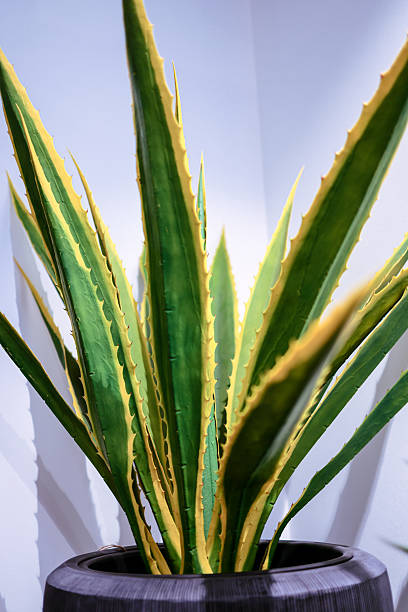 istock Fake cactus, aloe vera. 2218490044