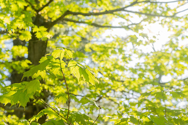 This is a close up of bright green leaves on a maple tree in Minnewaska State Park in Ulster County New York on a sunny spring day.
