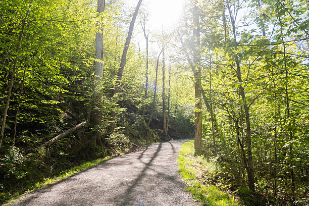This is a photograph of the sun shining through a forest of green trees lining an empty hiking trail in Minnewaska State Park on a spring afternoon in Ulster County New York.