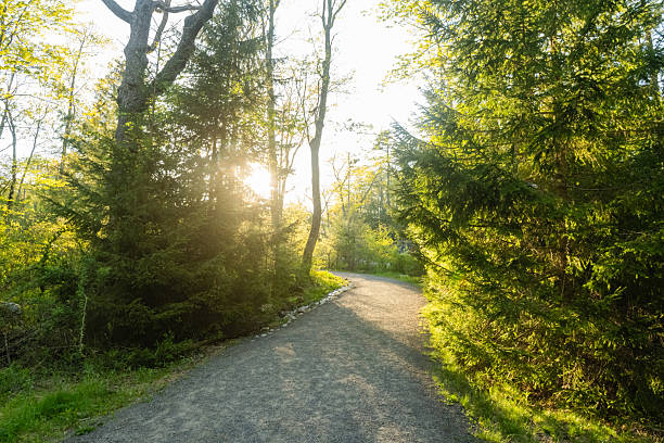This is a photograph of the sun shining through a forest of green trees lining an empty hiking trail in Minnewaska State Park on a spring afternoon in Ulster County New York.
