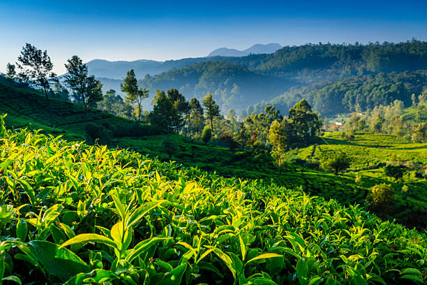 Early morning on a tea plantation near Nuwara Eliya, Sri Lanka ( Ceylon ). Sri Lanka is the world's fourth largest producer of tea and the industry is one of the country's main sources of foreign exchange and a significant source of income for laborers.