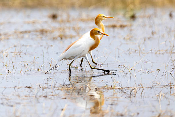 istock Cattle egret in the rice field. 2218493393